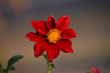 Dahlia close up for an ideal wallpaper from Uralla, NSW