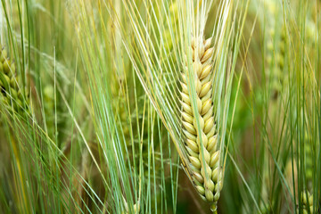 Close-up of an ear of triticale grain