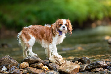 cavalier king charles spaniel