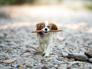 cavalier king charles spaniel