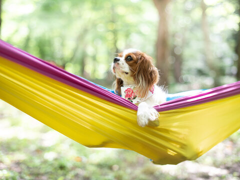 Cavalier King Charles Spaniel