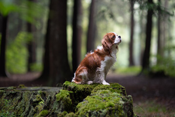 cavalier king charles spaniel dog