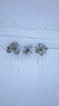 Aerial top down vertical shot of three trees with on a white winter field.