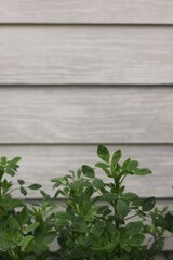 leaves on wooden wall