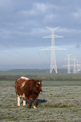 vache agriculture lait viande hiver Belgique Wallonie electricit&eacute; energie environnement