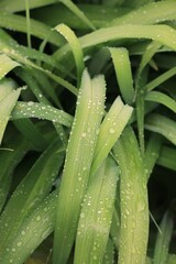 Green grass growing in the summer meadow.
