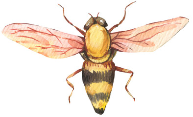 Watercolor bee transparent PNG