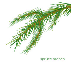 Naklejka na ściany i meble Spruce branch illustration. Spruce branch isolated on white background. vector illustration