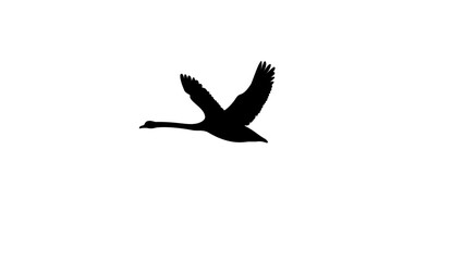 Swan Flying silhouette