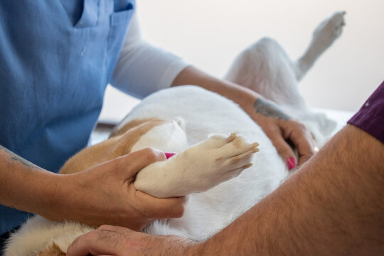 Veterinarians checking a dog at the clinic.