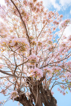 Arbre rose - Pink tree - 01