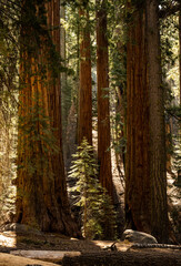 Tiny Pine Catches Light In Sequoia Grove