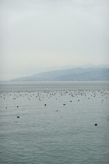 Panorama if Bodensee lake and lake birds, Switzerland