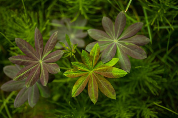 Varying Colors of Purple and Green Leaves In California Forest