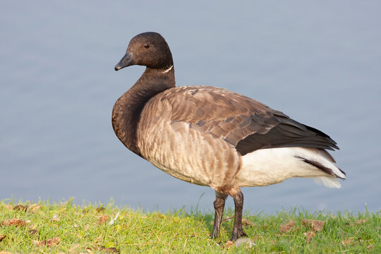 Brant duck standing along the shore of a local pond in Canada