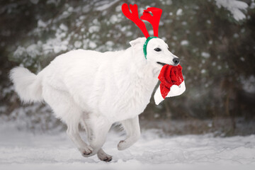 White dog with christmas hat	