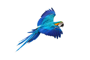 Colorful flying parrot isolated on transparent background.