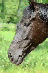 Portrait von einem Pferd