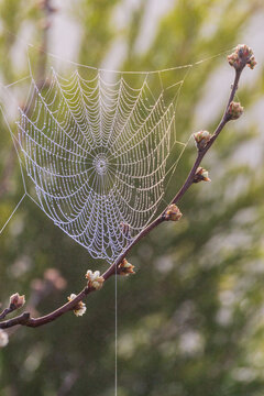 A sagging spider web covered in dew on a branch with small flower buds