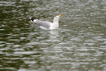 Seagull on water