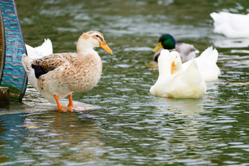 Ducks on water