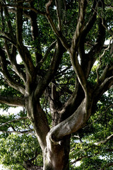 雄大に枝を伸ばした大木