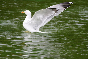 Seagull on water