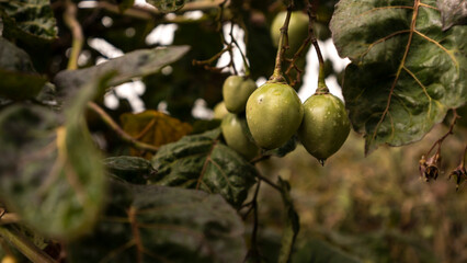 Typical tree tomato from the Ecuadorian mountains