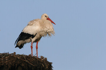 One White Storks on its nest in spring against a blue sky
