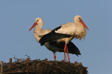 Two White Storks on their nest in spring against a blue sky
