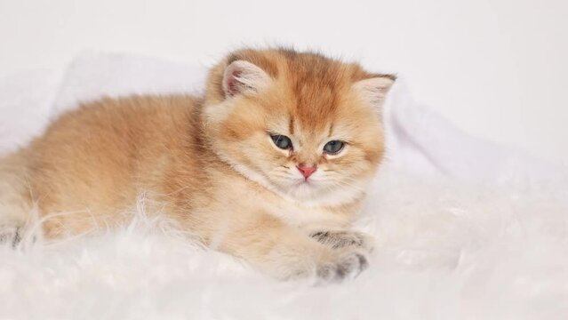 cute little fluffy kitten is lying on a fur blanket