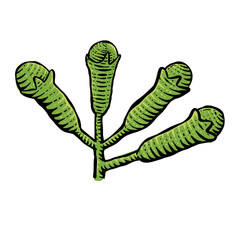 Green Cloves Isolated on white background. Vector vintage engraving illustration. Hand drawn design element for label and poster