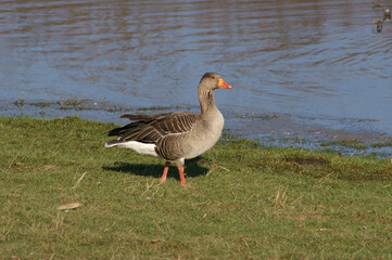 A Greylag Goose standing at the edge of the water
