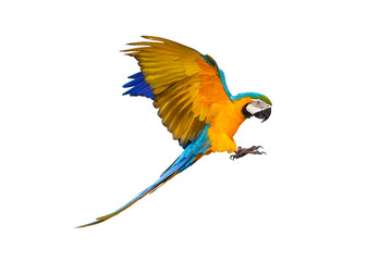 Colorful flying parrot isolated on transparent background.