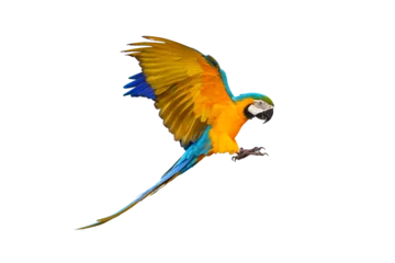 Tuinposter Colorful flying parrot isolated on transparent background. © Passakorn