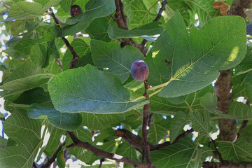 Feigenbaum, Feige, Frucht, Griechenland