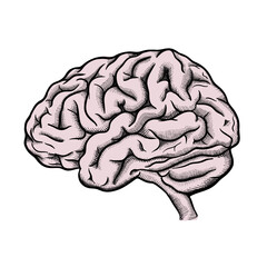 Hand drawn Vector of Brain in color. Engraving Brain illustration from side view isolated on white background.