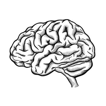  Illustration of Brain from side view isolated on white. Engraving style, vector line art