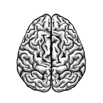 Vector of Brain symbol of knowledge, mind, idea, genius, smart , think. Brain cerebellum in hand drawn engraving illustration.