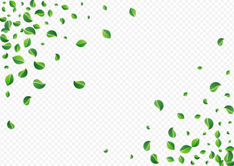 Olive Foliage Ecology Vector Transparent