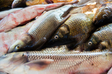 carp living in the Euphrates river on the fishing bench