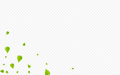 Olive Leaf Fresh Vector Transparent Background