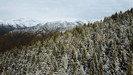 Winter landscape with snow covered mountain peaks and evergreen coniferous forest in the Alps, aerial view. Natural parkland background, view from above. © Iryna