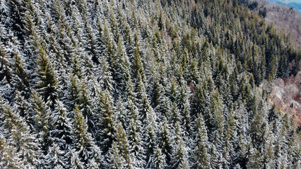 Aerial view of green coniferous forest covered with snow. Winter landscape with evergreen trees, view from above. Natural parkland background.