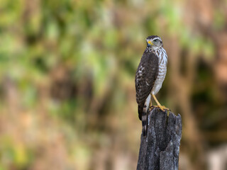 Juvenile Roadside Hawk standing on stump 