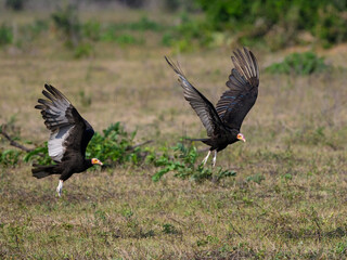 Lesser Yellow-headed Vulture in flight over  savannah grassland of Brazil