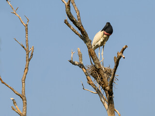 Jabiru standing on the nest on blue sky