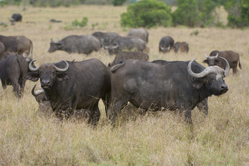 Herd of African buffalo or Cape buffalo in the Savannah (Syncerus caffer), Masai Mara National Park, Kenya