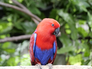 one of the animals in the zoo for education