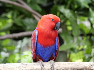 one of the animals in the zoo for education